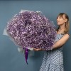 51 фиолетовая гипсофила